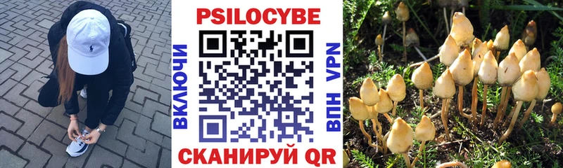 Псилоцибиновые грибы Cubensis  купить наркотик  Моршанск 